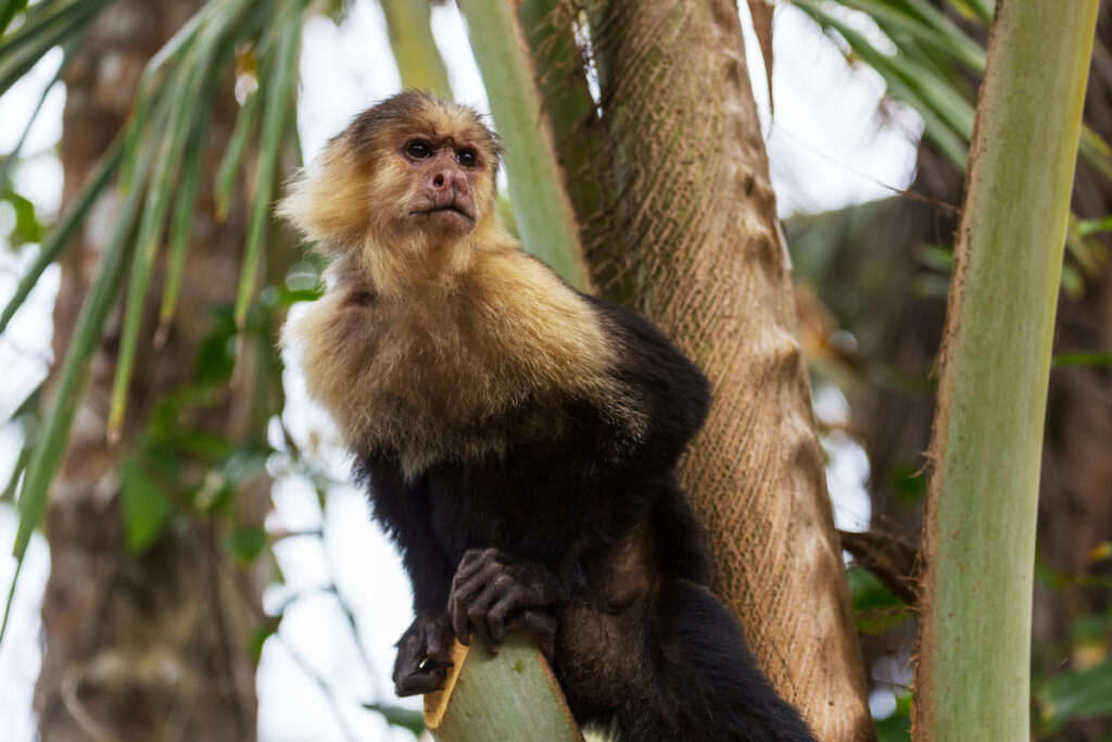 Mono en la selva de Costa Rica