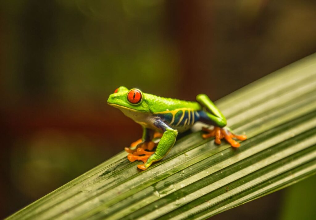 Rana de ojos rojos en Costa Rica