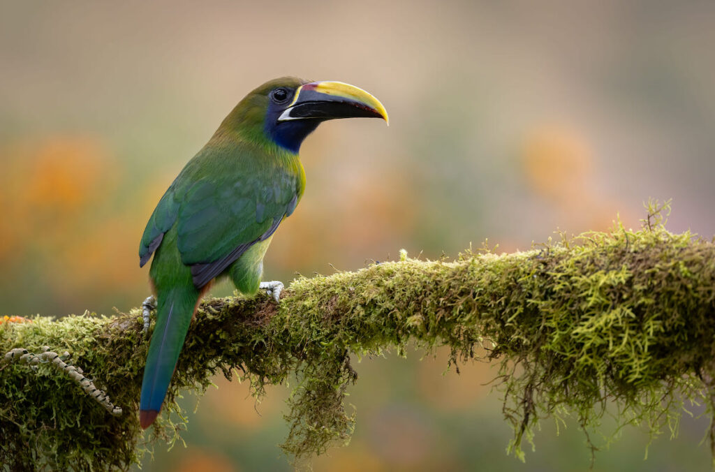 Un tucán en Costa Rica