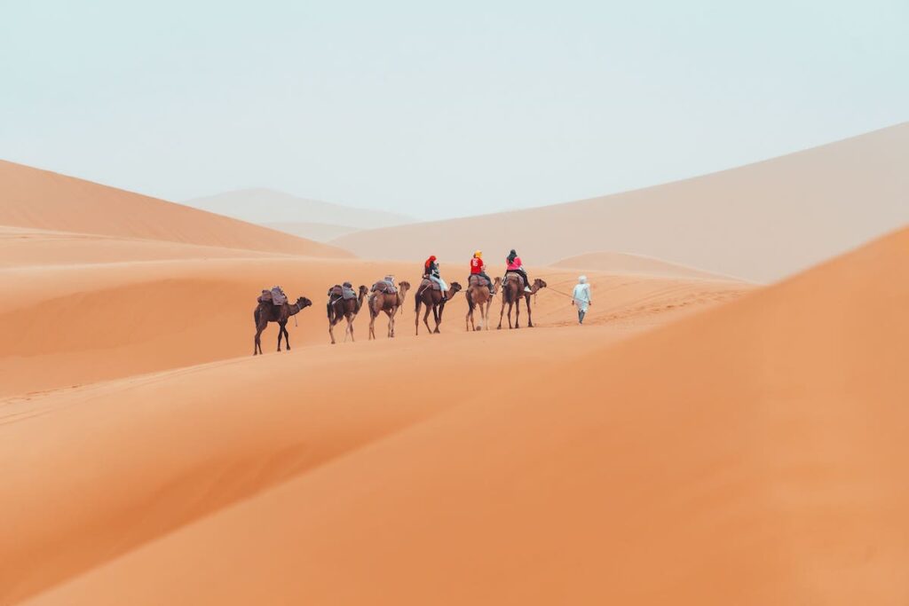 Camellos en le desierto de Marruecos