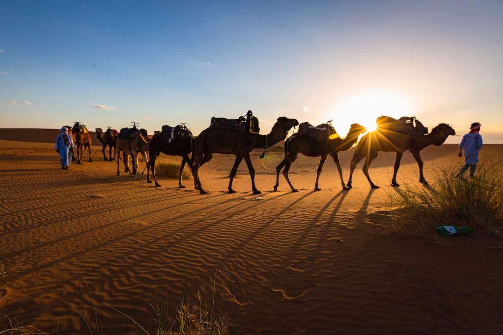 Camellos en el desierto de Marruecos