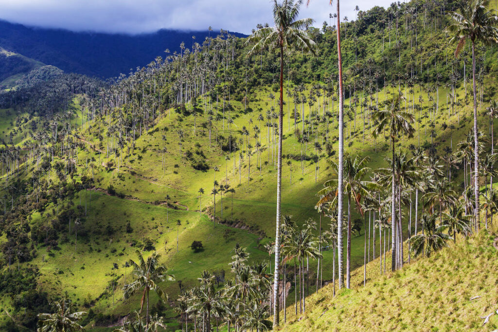 Valle del Cocora en el Eje Cafetero de Colombia