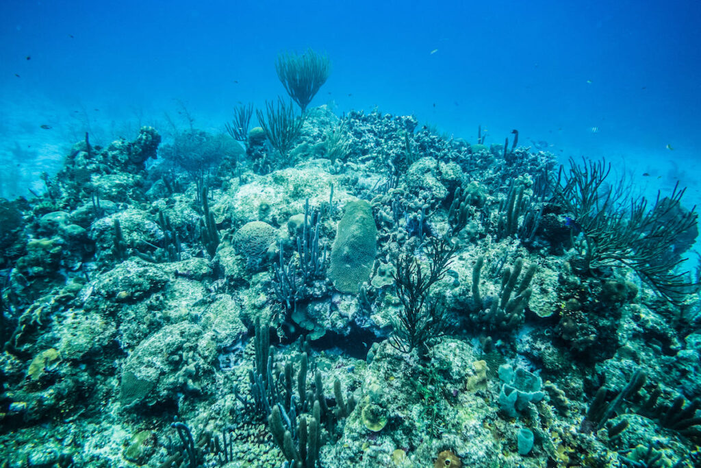 Arrecife de coral en San Andrés, Colombia