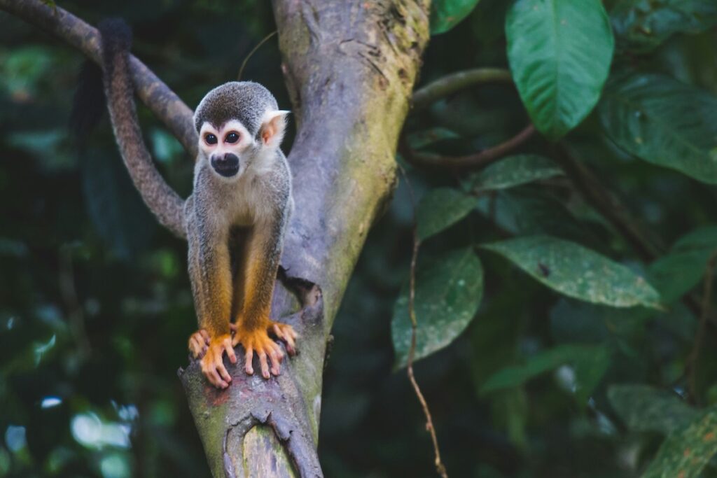 Un mono en la selva de Colombia