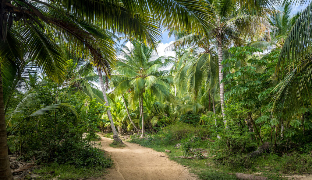 Senderos de palmeras en el Parque Tayrona, Colombia