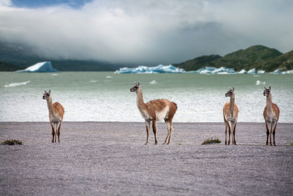 Yamas en la Patagonia Chilena