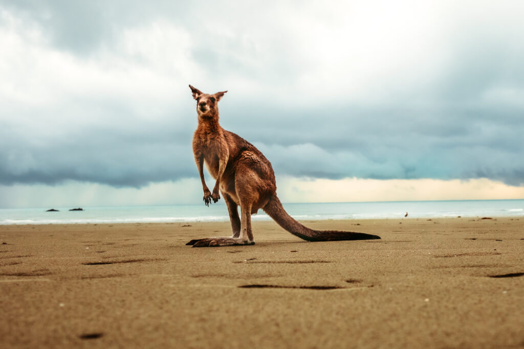 Canguro en Australia