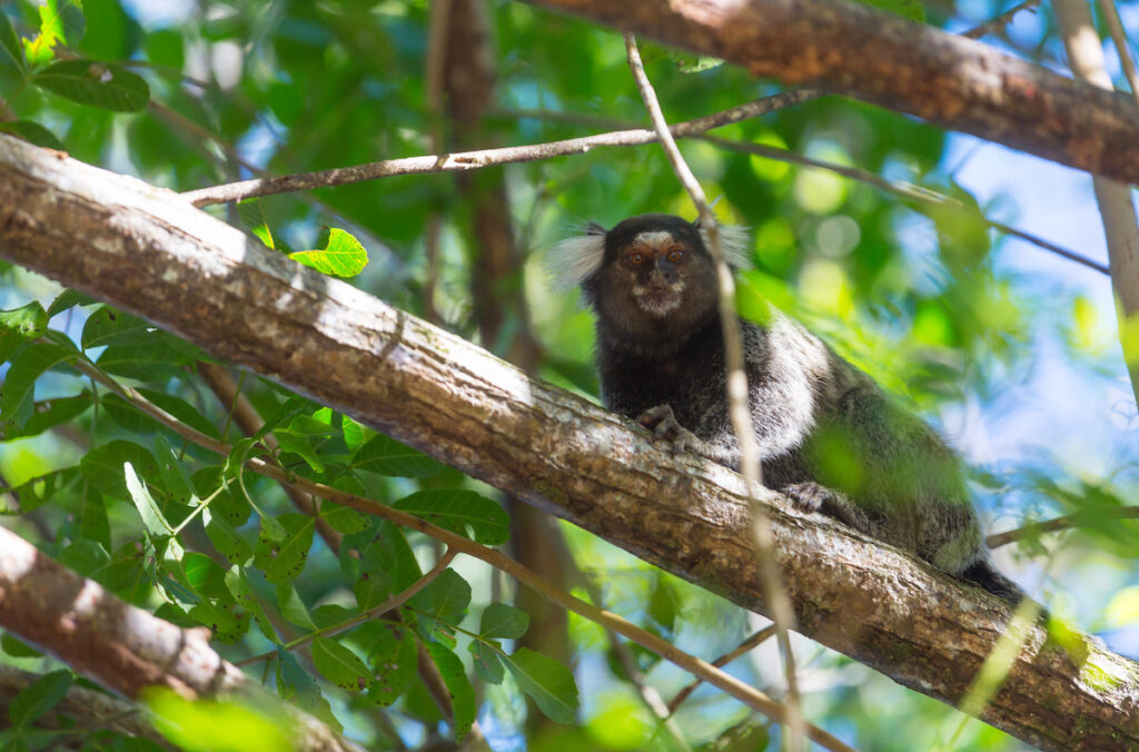 Monos en Porto de Galinhas