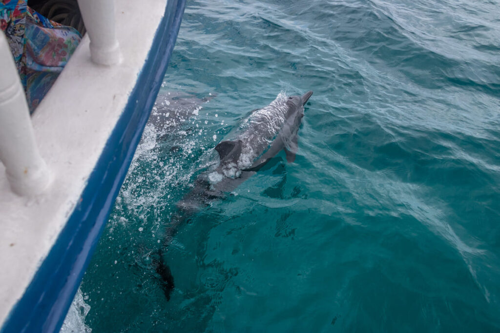 Delfín nadando al costado de una lancha en el Archipiélago Fernando de Noronha, Brasil