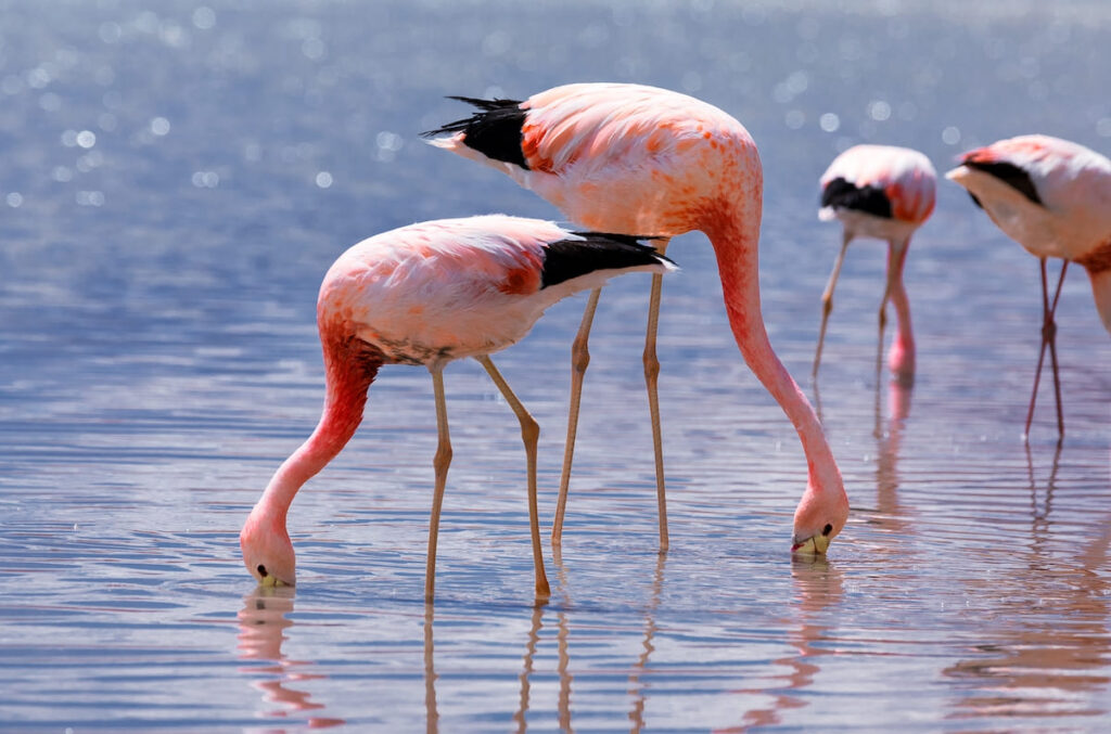 Flamengos rosados en el Desierto de Atacama