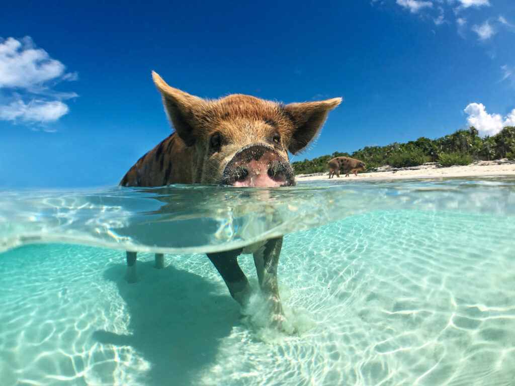 Canchos nadadores en las islas Exuma de las Bahamas