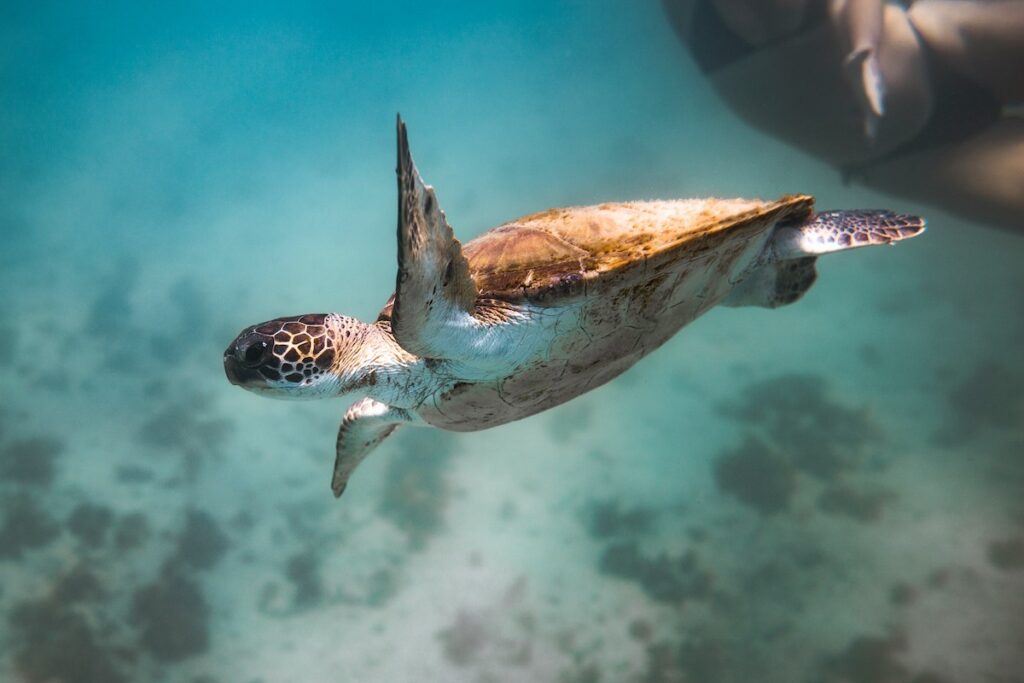 Mujer viendo tortugas al hacer snorkel en Arraial do Cabo, Brasil