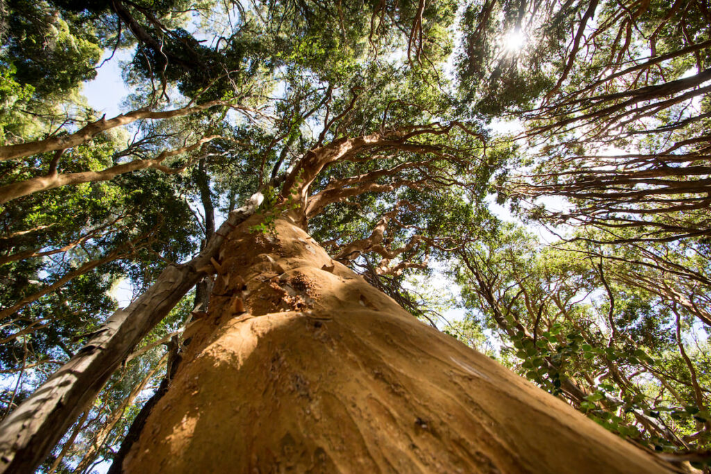 Bosque de los Arrayanes en Bariloche, sur de Argentina