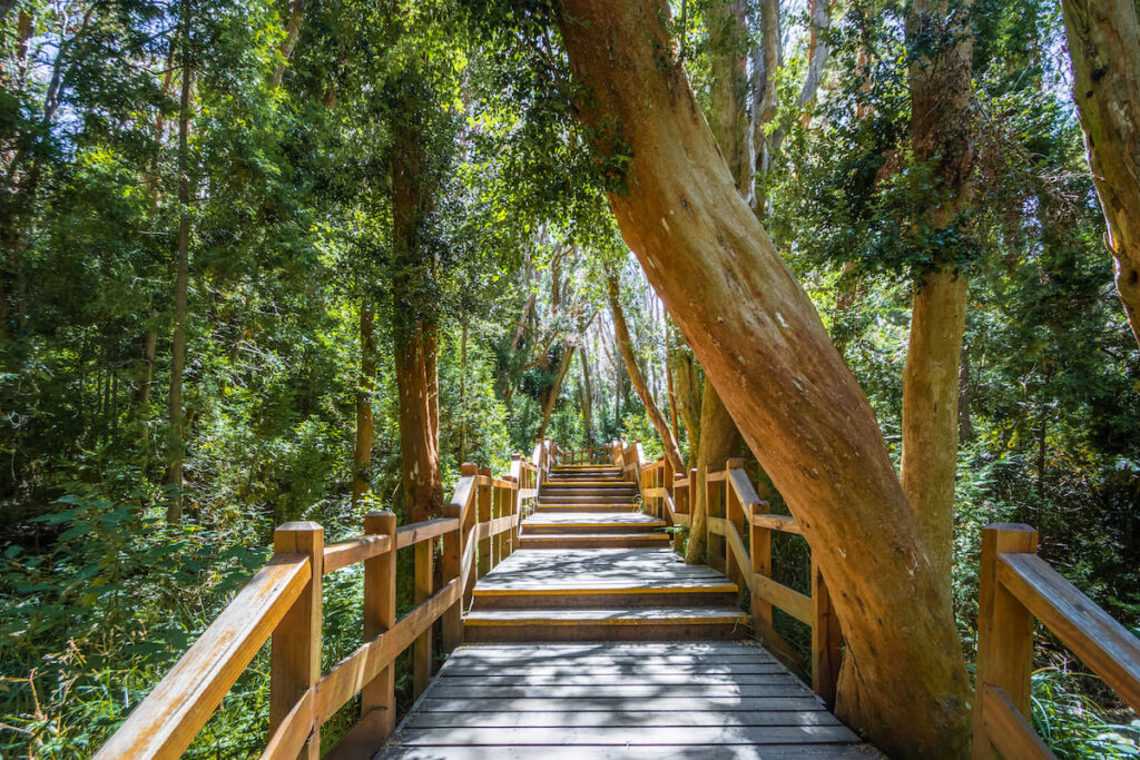 Senderos en los Bosques de Arrayanes en Bariloche, sur de Argentina 