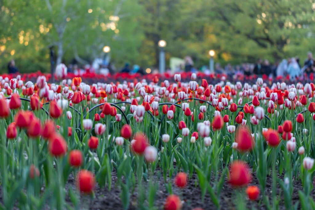 Tulioanes en la primavera en la avenida Magnificent Mile de chicago