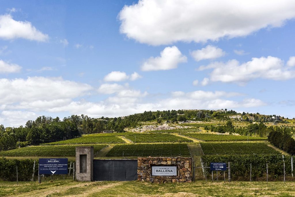 Bodega de la Ballena