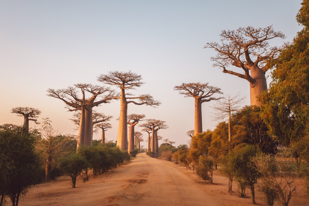 Baobabs Madagascar