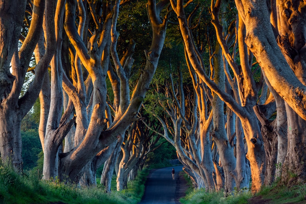 Los Dark Hedges, Irlanda del Norte.