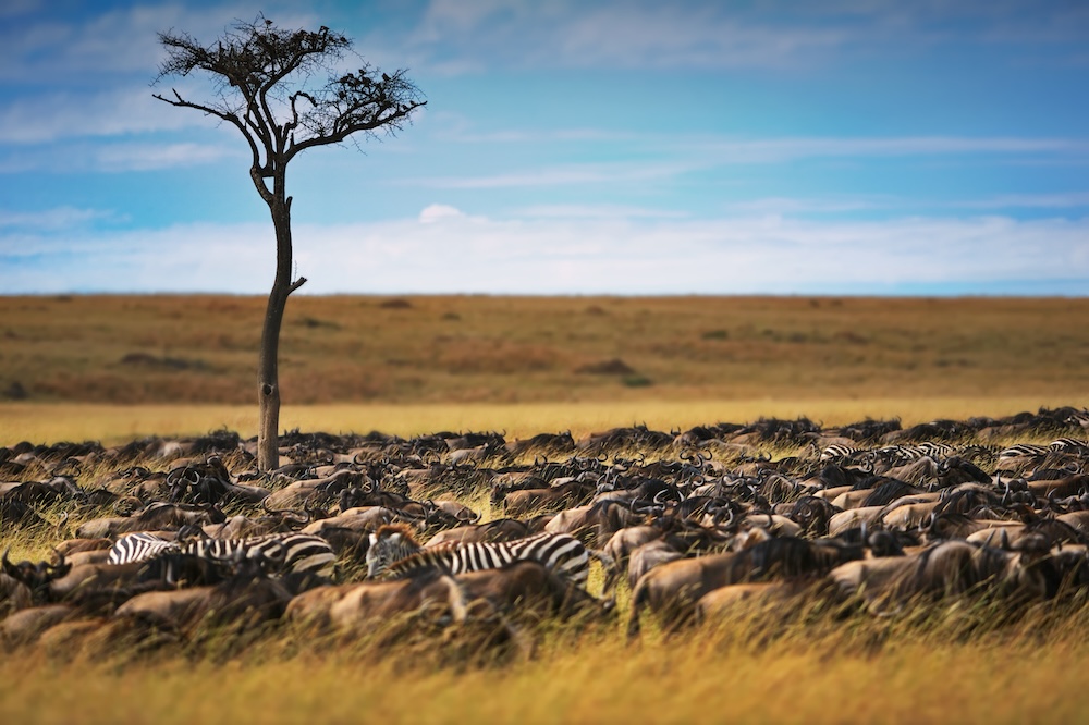 Parque Nacional del Serengeti, Tanzania.