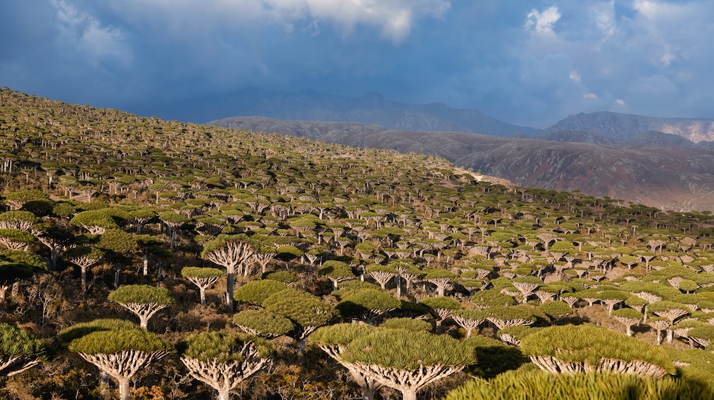 Isla Socotra, Yemen.