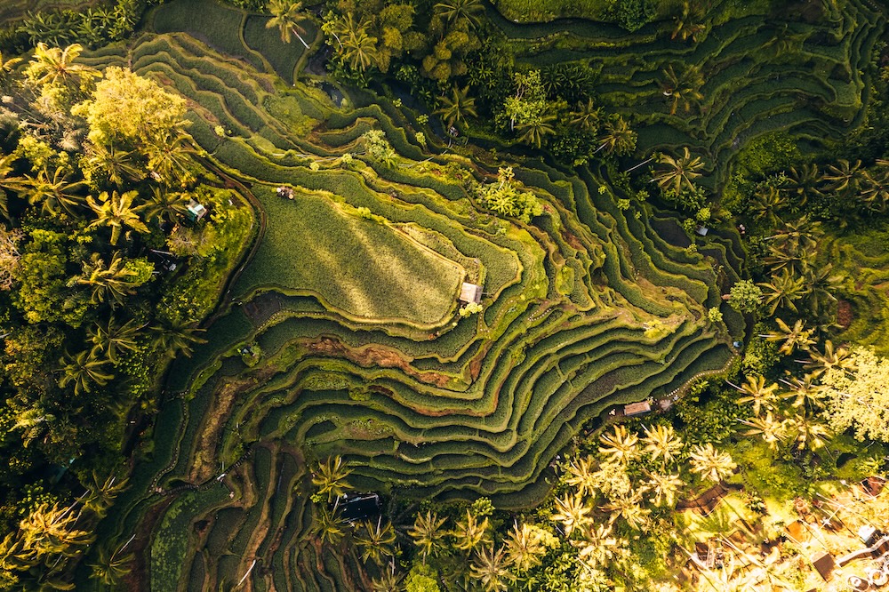 Terrazas de arroz en Ubud, Indonesia