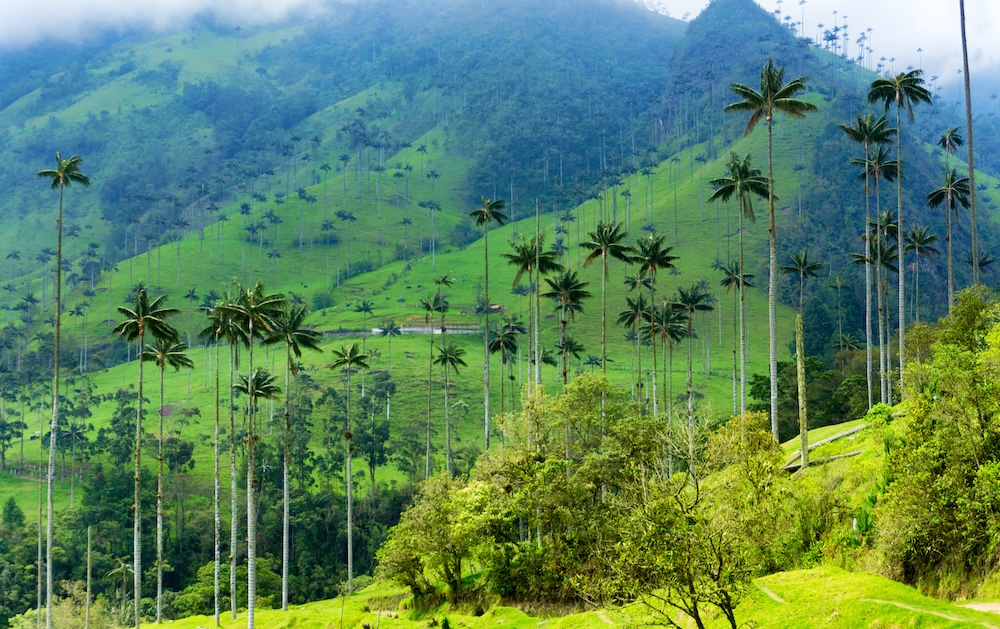 Valle del Cocora, Colombia.