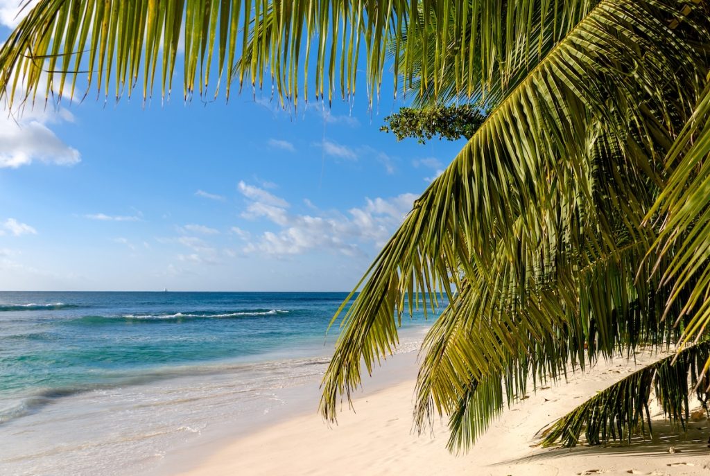Barbados: Caribe con baja probabilidad de sargazo