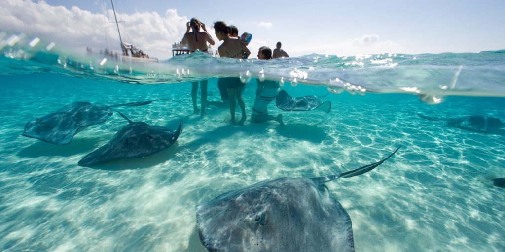 Isla Caimán: Caribe con baja probabilidad de sargazo