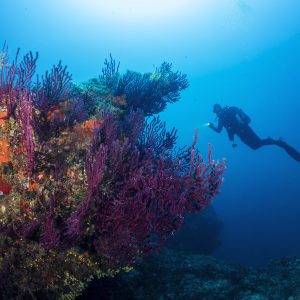 diver swimming in the ocean next to a coral reef, the reef is full of colorful plants and the water is clear and blue
