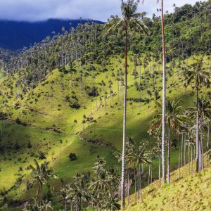 cocora-2023-11-27-05-02-27-utc Colombia con Omar Ischy, viaje grupal junto a Jetmar Viajes